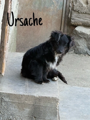 Adoptie Bichoni  - imagine 4