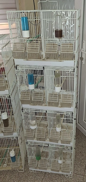 Vand colivii pasari . 