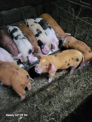 Purcei crescuți în gospodărie 