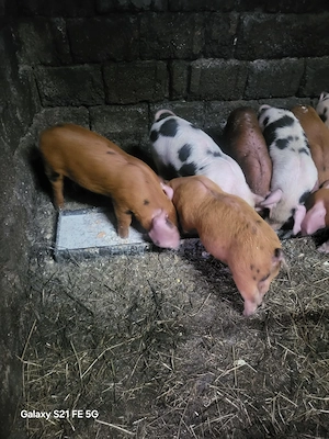 Purcei crescuți în gospodărie  - imagine 4