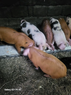 Purcei crescuți în gospodărie  - imagine 2