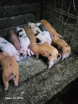 Purcei crescuți în gospodărie  - imagine 3