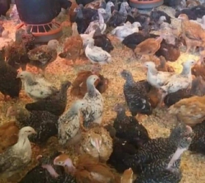 de vanzare pui rasa mixta