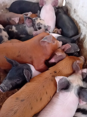 purcei de 8 săptămâni 260 lei