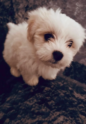 Bichon miny toy 6 saptamani fetita