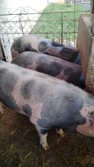 Vând porci de carne - imagine 2