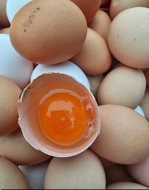 de vanzare oua de gaina