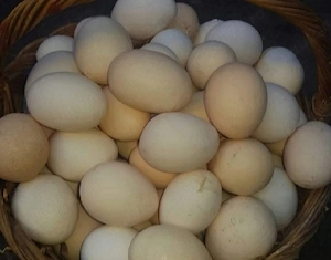 de vanzare cocosi albi 