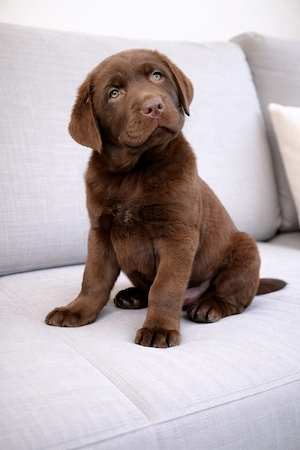 Labrador cu pedigree - imagine 2