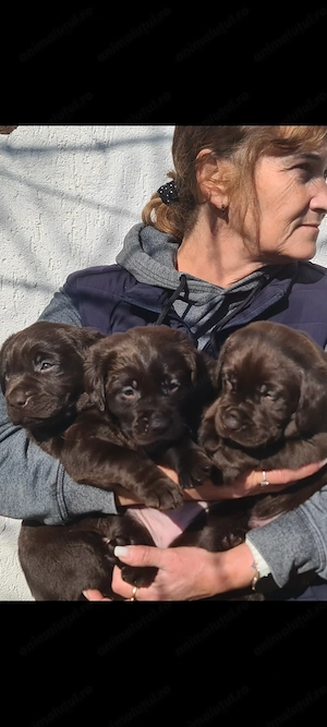 Labrador ritriver - imagine 4