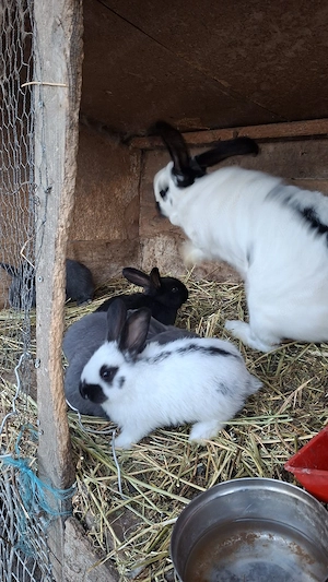 vand iepurași fluture german  - imagine 5