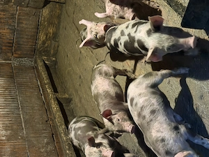 Vand Purcei de 2 luni