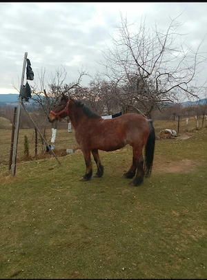Se vinde cal,cu vârsta de 18 anii