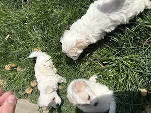 Bichon Maltez   3 căței disponibili | Ciacova, Timiș - imagine 4