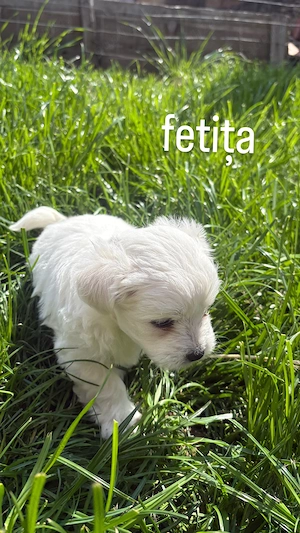 Bichon Maltez   3 căței disponibili | Ciacova, Timiș - imagine 3