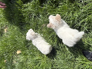 Bichon Maltez   3 căței disponibili | Ciacova, Timiș - imagine 5