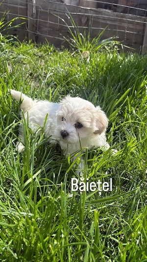 Bichon Maltez   3 căței disponibili | Ciacova, Timiș - imagine 2