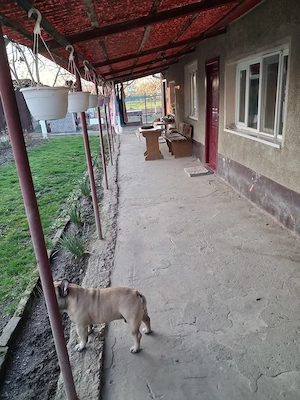 casa otelec - imagine 14