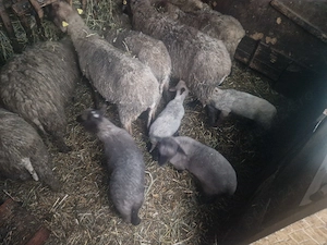 Miei de vanzare - imagine 2