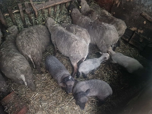 Miei de vanzare - imagine 3