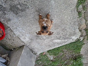 Dau spre adoptie câine metiș vârstă 4 luni  - imagine 4