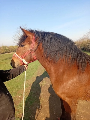 vând o  mânză de  2 ani 