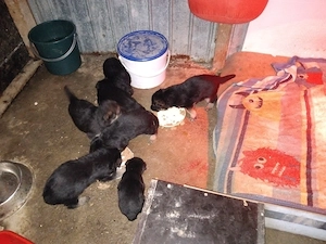 Vând pui ciobănesc german  - imagine 2