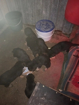 Vând pui ciobănesc german  - imagine 3