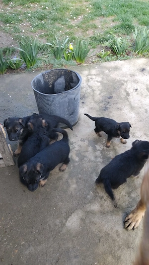 Vând pui ciobănesc german  - imagine 5