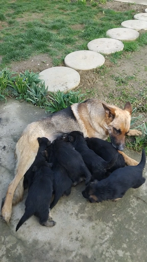 Vând pui ciobănesc german  - imagine 4