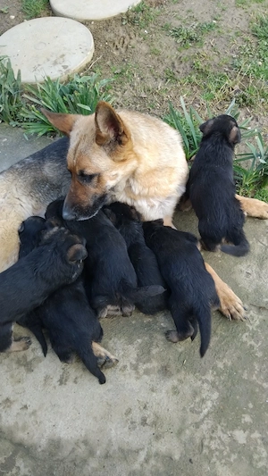 Vând pui ciobănesc german 