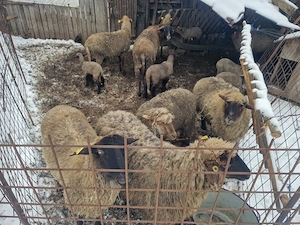 Miei de vanzare - imagine 4