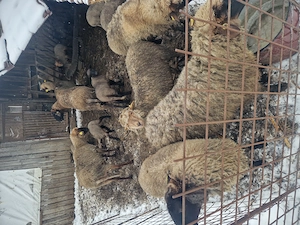 Miei de vanzare - imagine 5