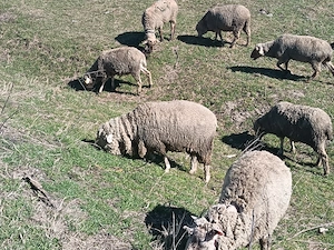 Vând oi pana in 7 ani  - imagine 5