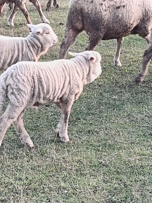 Vând oi pana in 7 ani  - imagine 2