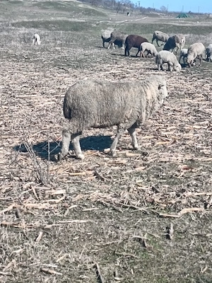 Vând oi pana in 7 ani  - imagine 4