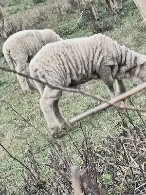 Vând oi pana in 7 ani  - imagine 3