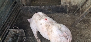 purcei pietrain 4 luni