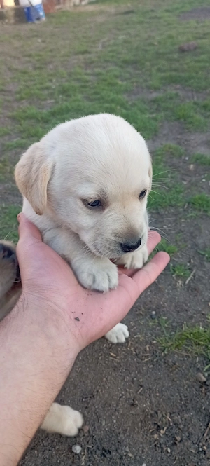 Vand Labrador Retriever 1 luna jumate - imagine 5