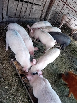 grăsuni de vânzare de la 20la 50kg