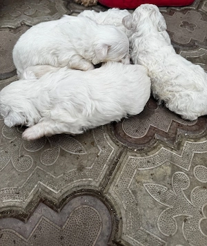 de vinzare - imagine 3