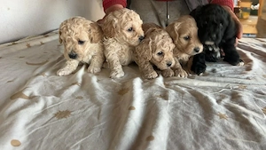 bebelusi Maltipo cauta casuta