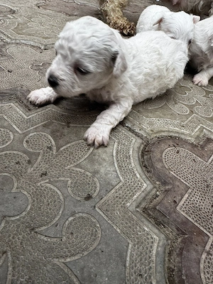 de vinzare - imagine 4