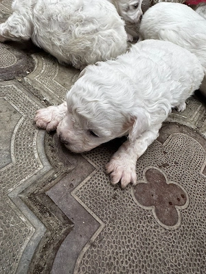 de vinzare - imagine 5