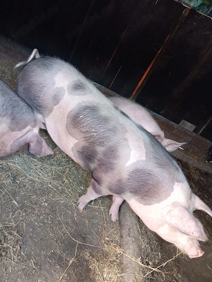 Vand porci, in viu sau taiat, sambata sacrific unul din care se vinde jumatate sau sfert - imagine 9