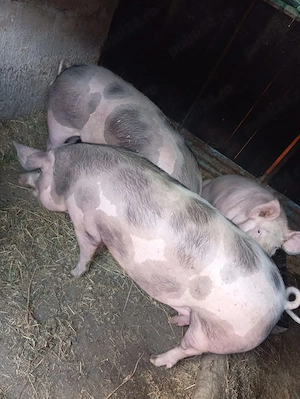 Vand porci, in viu sau taiat, sambata sacrific unul din care se vinde jumatate sau sfert - imagine 5