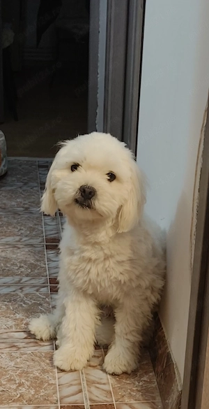 Vând bichon maltese 1an și 6 luni - imagine 3