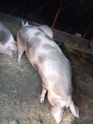 Vand porci, in viu sau taiat, sambata sacrific unul din care se vinde jumatate sau sfert - imagine 7