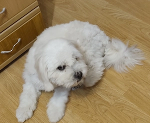 Vând bichon maltese 1an și 6 luni