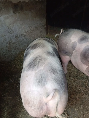 Vand porci, in viu sau taiat, sambata sacrific unul din care se vinde jumatate sau sfert - imagine 3